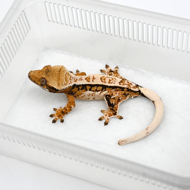 노멀 텐저린 트라이