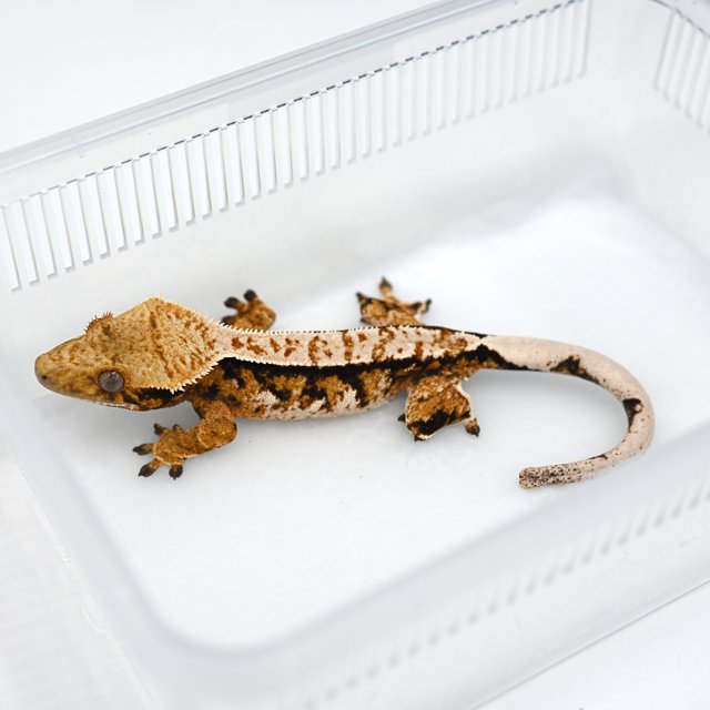 노멀 텐저린 트라이