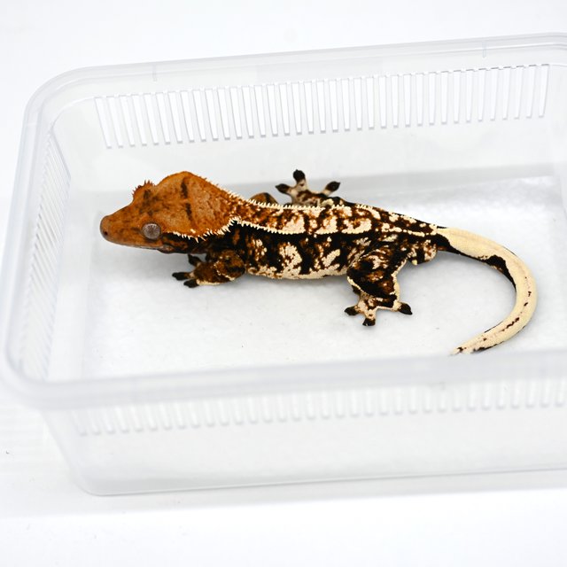 트라이 화이트크라운 익스트림할리퀸 노멀