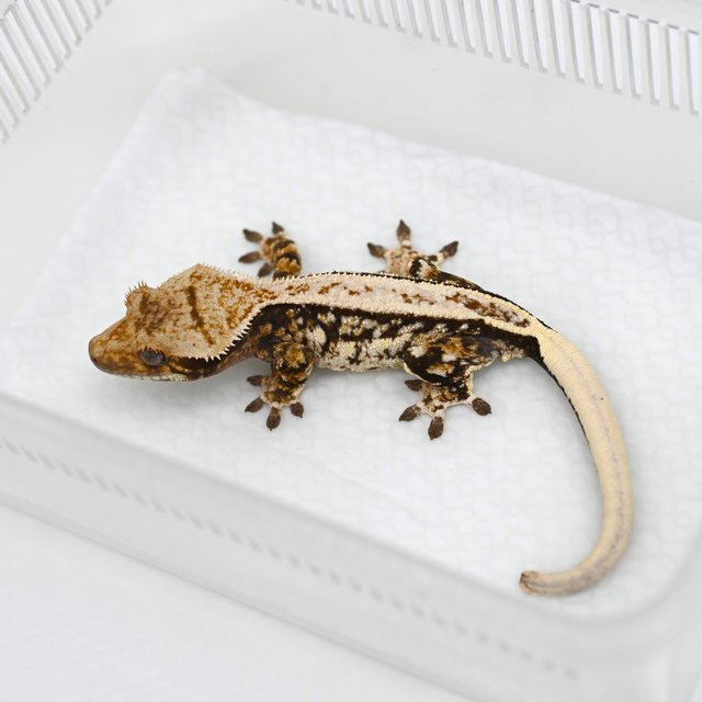 노멀 쿼드 핀스트라이프