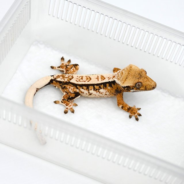 노멀 텐저린 트라이