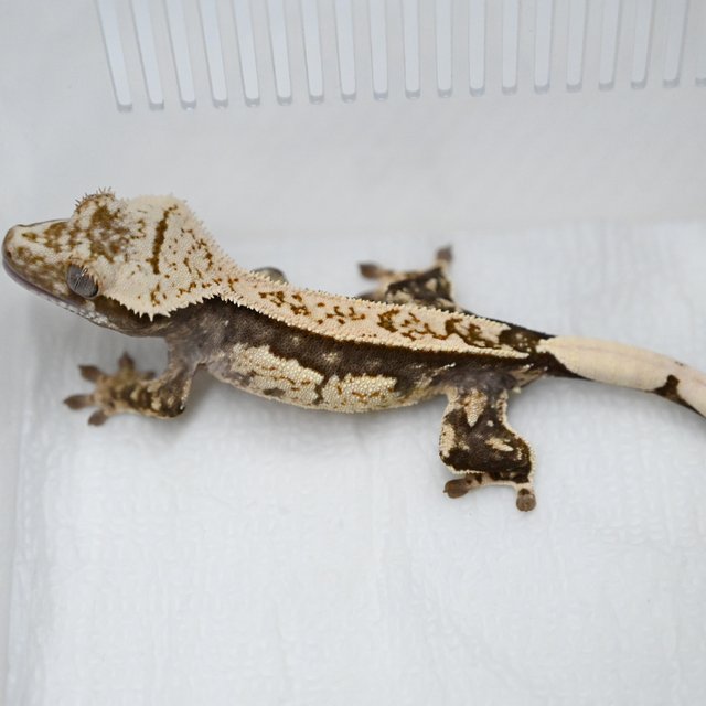 트라이 풀핀 쿼드