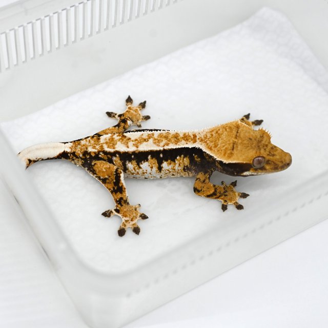 노멀 텐저린 트라이