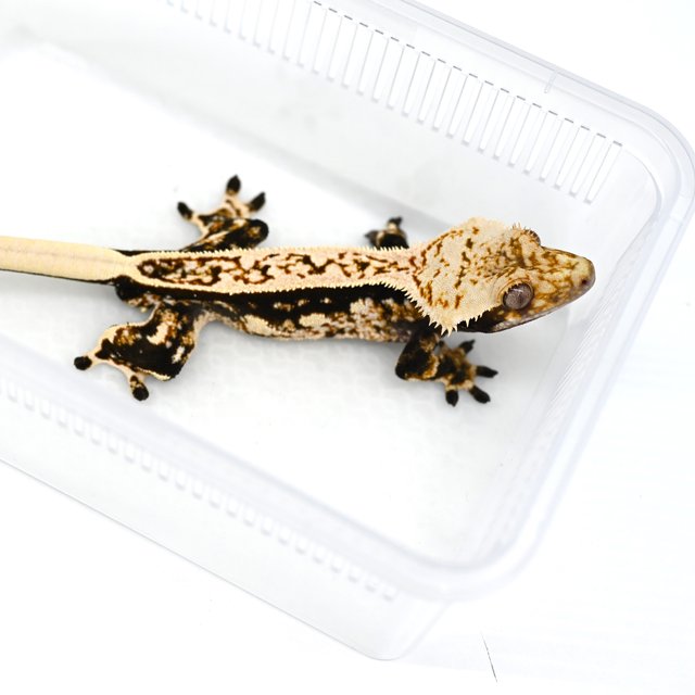 트라이 풀핀 쿼드