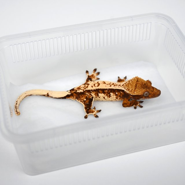 노멀 텐저린 트라이