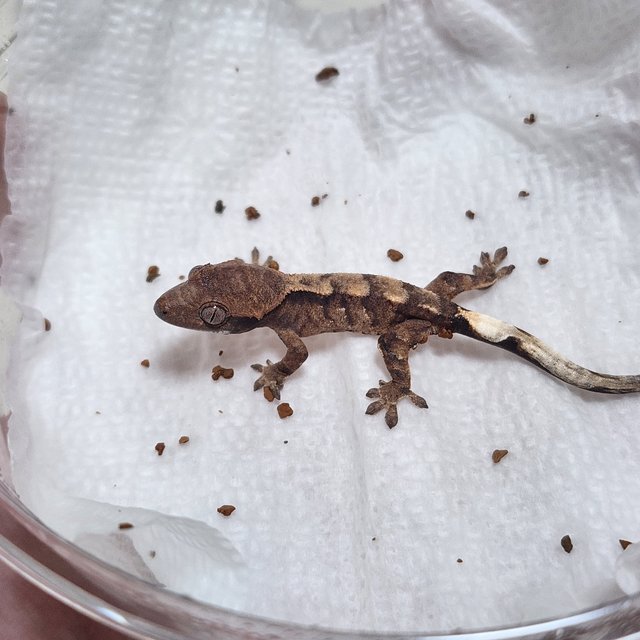 100%헷초초 세이블