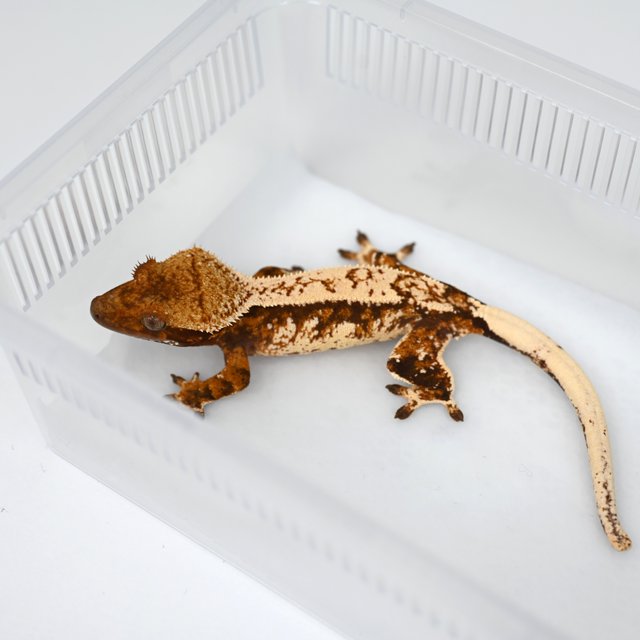 노멀 텐저린 트라이