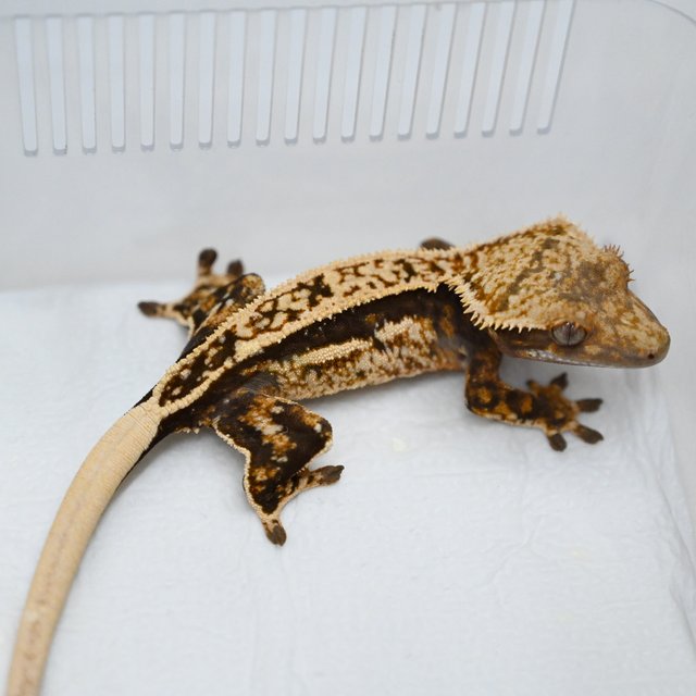 트라이 풀핀 쿼드