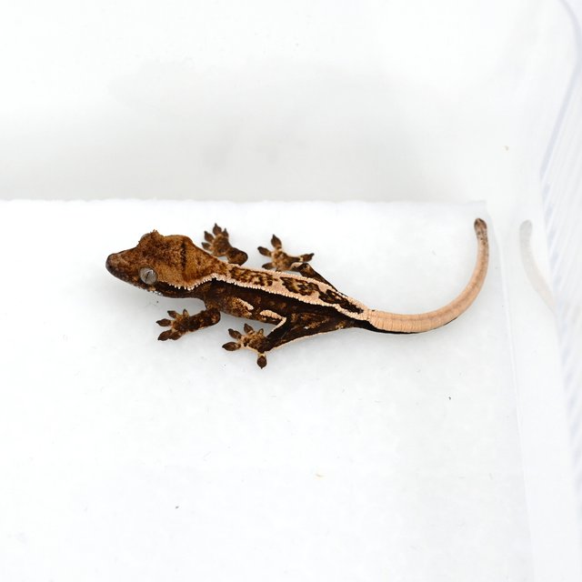 노멀 쿼드 핀스트라이프