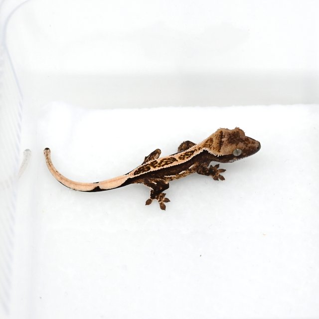 노멀 쿼드 핀스트라이프