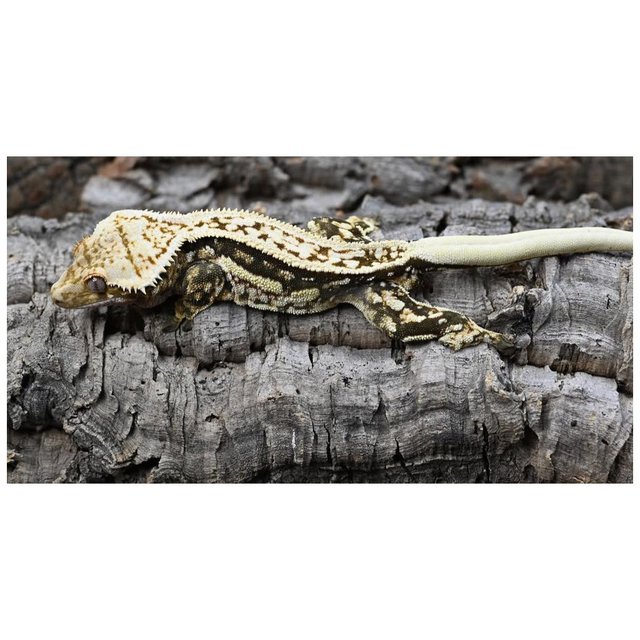 트라이 풀핀 쿼드