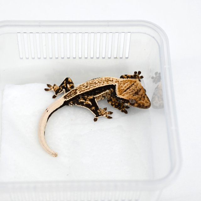 노멀 쿼드 핀스트라이프