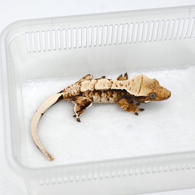 노멀 텐저린 트라이