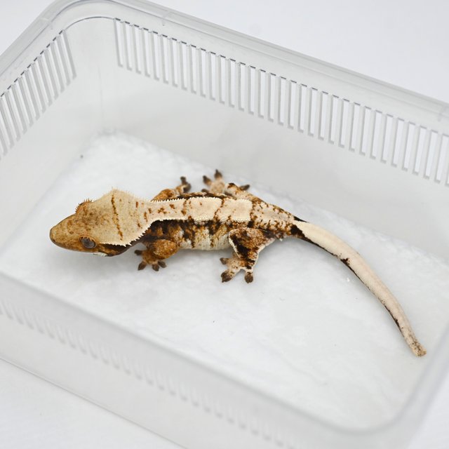 노멀 텐저린 트라이