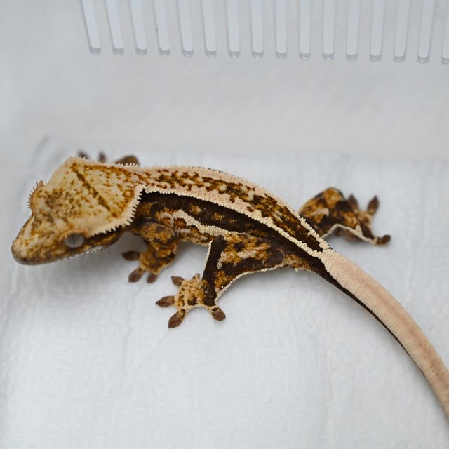 트라이 풀핀 쿼드