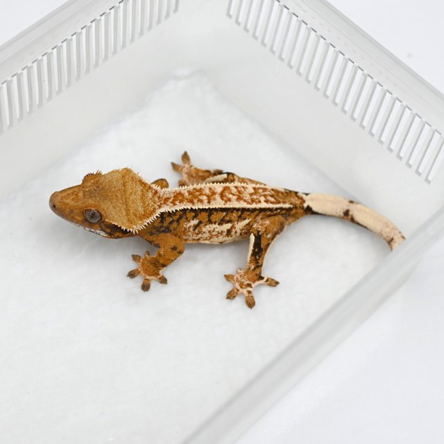 노멀 텐저린 트라이