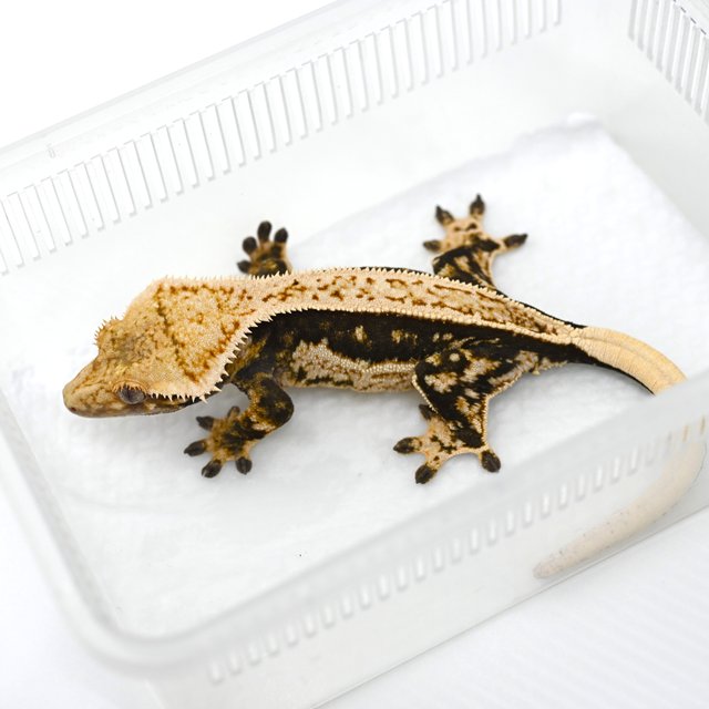 노멀 쿼드 핀스트라이프