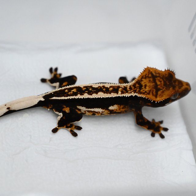 트라이 풀핀 쿼드