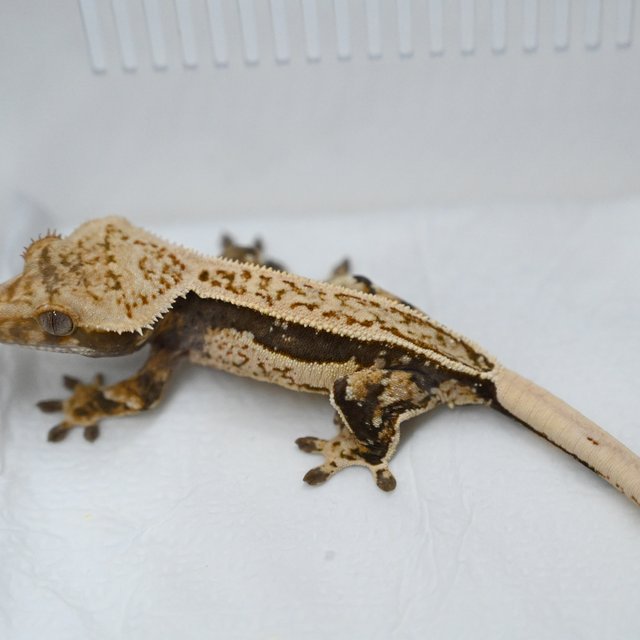 트라이 풀핀 쿼드