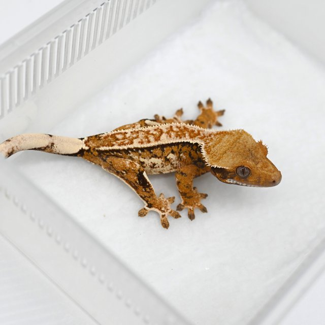 노멀 텐저린 트라이