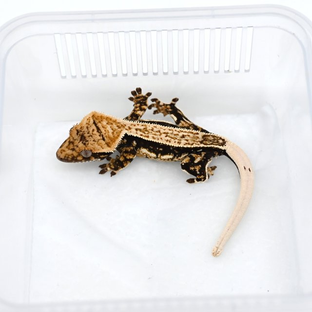 노멀 쿼드 핀스트라이프