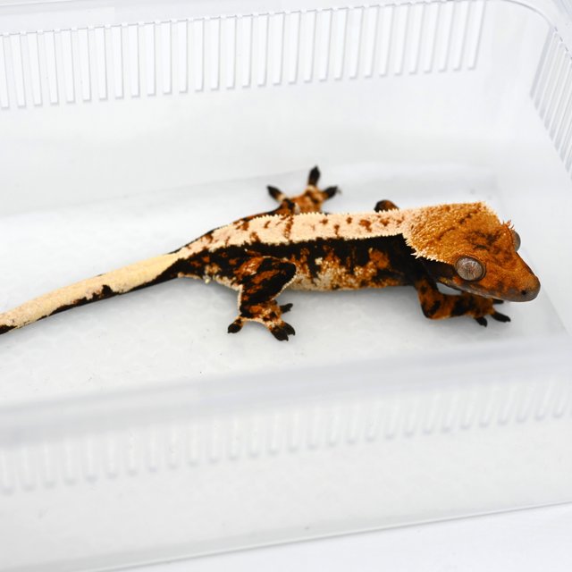 트라이 익스트림할리퀸 텐저린