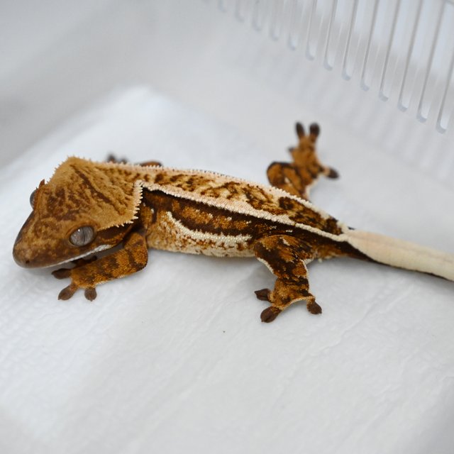 트라이 풀핀 쿼드