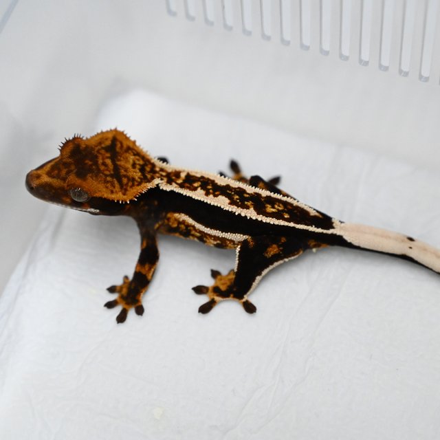 트라이 풀핀 쿼드