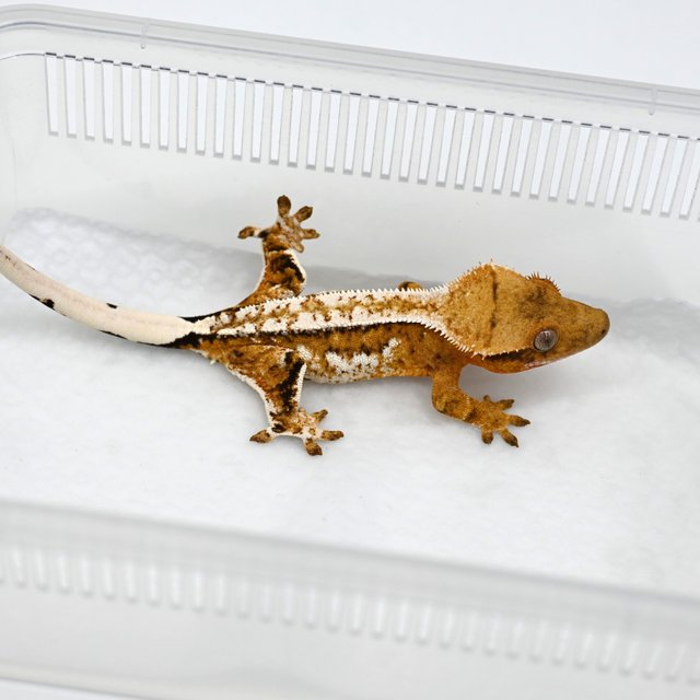 노멀 텐저린 트라이