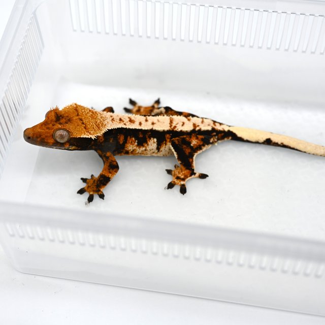 트라이 익스트림할리퀸 텐저린