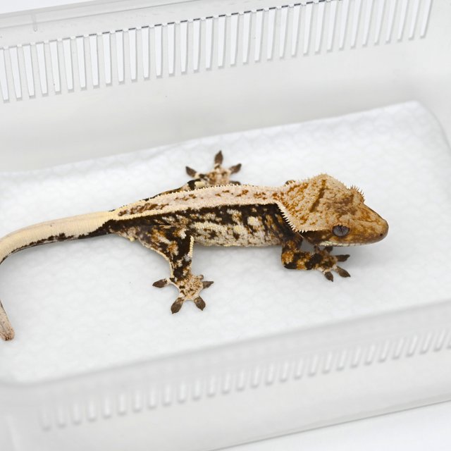 노멀 쿼드 핀스트라이프