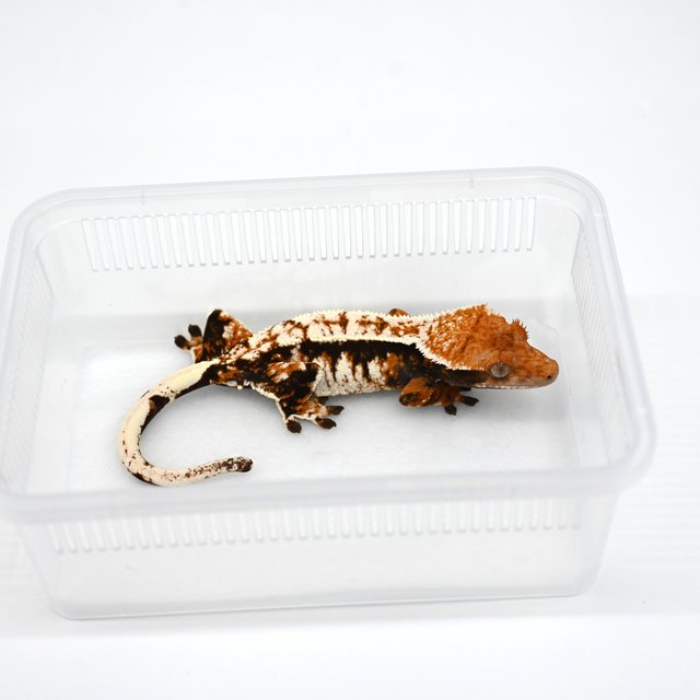 노멀 텐저린 트라이