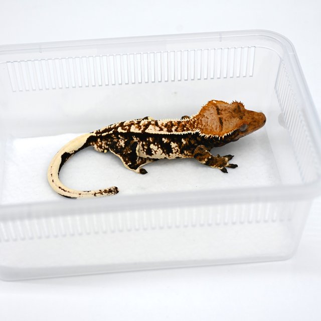 트라이 화이트크라운 익스트림할리퀸 노멀