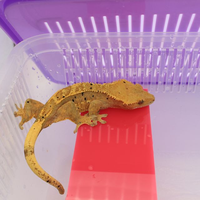 달마시안