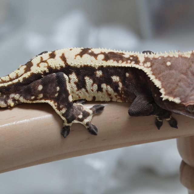 카푸치노 익스트림할리퀸 트라이