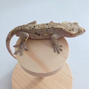 슈퍼달마시안