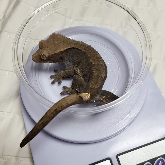 카푸치노