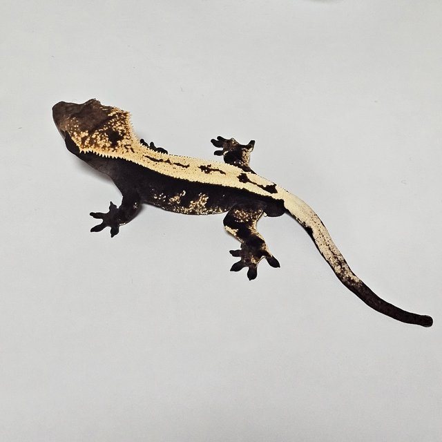 세이블 100%헷아잔틱