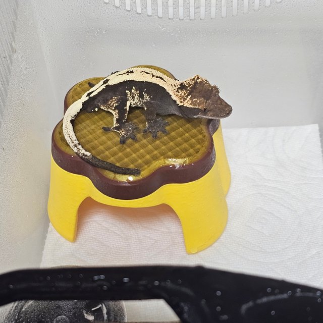 세이블 100%헷아잔틱