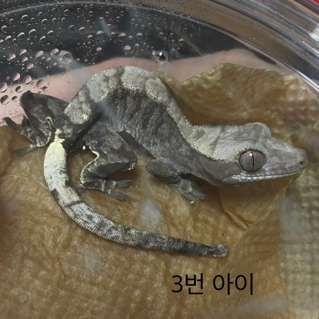 카푸치노