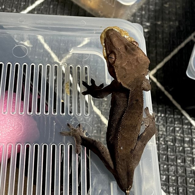 챠콜 팬텀 카푸치노