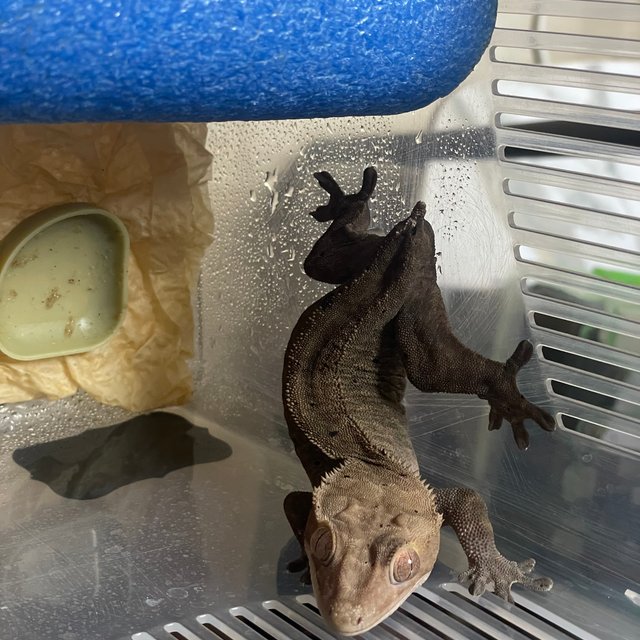 챠콜 팬텀 카푸치노