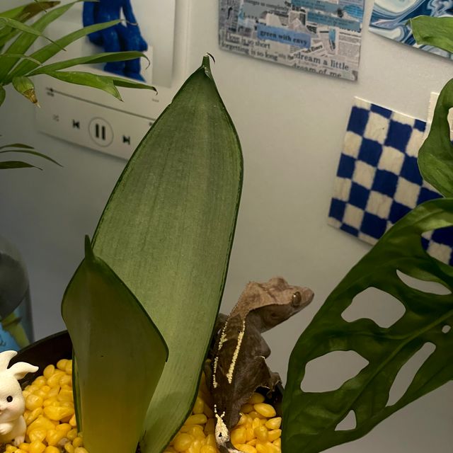 RCK 다크 카푸치노