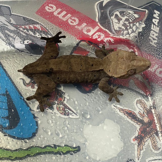 챠콜 팬텀 카푸치노