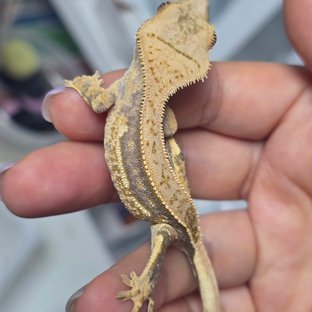 노멀 풀핀 할리퀸 쿼드