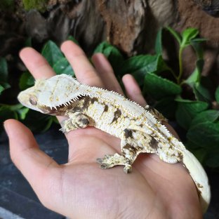 노멀 화이트 드리피 화이트스팟 트라이