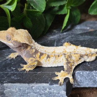 노멀 트라이 익스트림할리퀸 화이트스팟