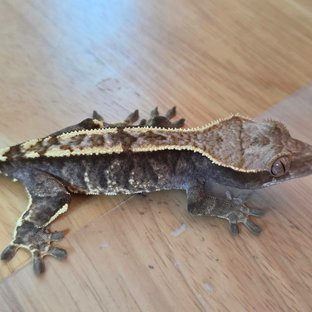 카푸치노 화이트스팟