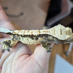 노멀 익스트림할리퀸