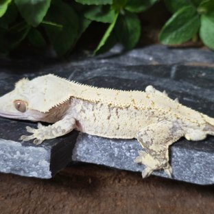 노멀 화이트스팟 화이트